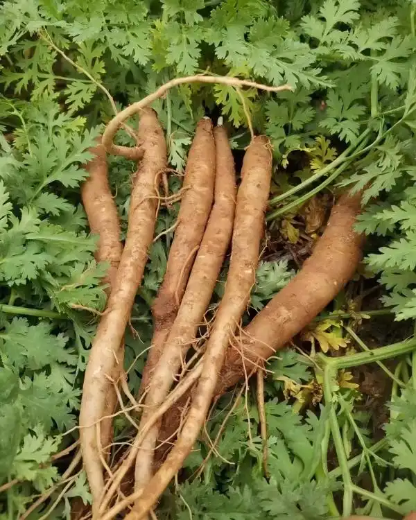 Can Angelica Officinalis Extract Help Maintain Emotional Wellness?